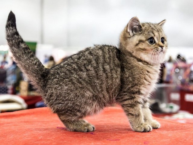 Породы кошек в Норильске | ЗооТом портал о животных