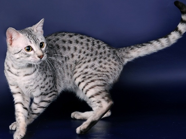 Породы кошек в Норильске | ЗооТом портал о животных