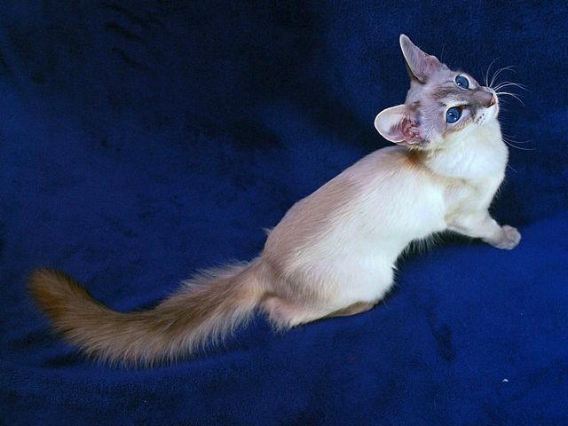 Выведенные породы кошек в Норильске | ЗооТом портал о животных