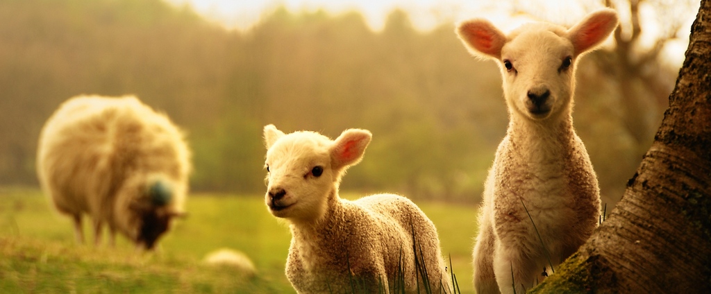 Объявления о сельскохозяйственных животных | ЗооТом - продажа, вязка и услуги для животных в Норильске