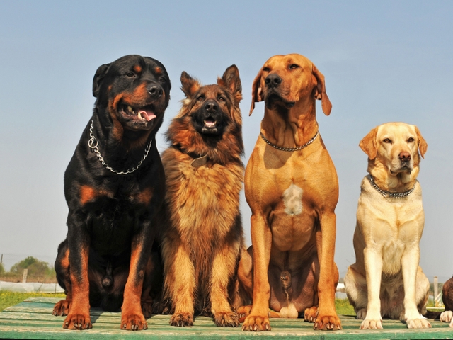 Крупные породы собак в Норильске | ЗооТом портал о животных
